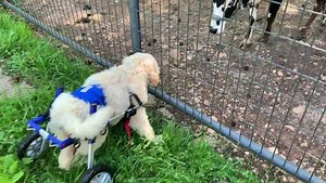 272K views · 66K reactions | It’s been a big day for Benny. He even met Gary & Earl. #cows #zebu #cowdog #floof #doodle #rescue #farmlife | The Tucker Farm | Facebook