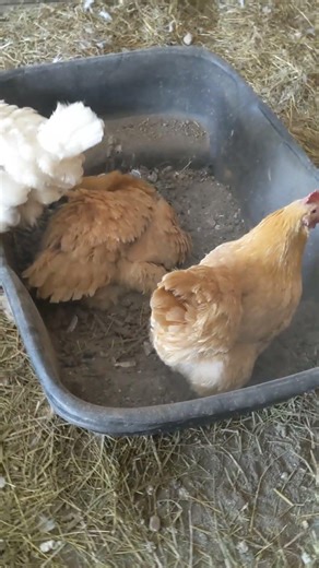Buff Orpington hens in dust bath🐔🥰 #chicken #shorts