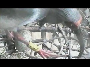 中国から提供のトキ産卵 新潟・佐渡、人工ふ化へ