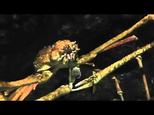 Japanese giant spider crab