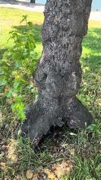 Hollyleaf cherry (Prunus ilicifolia) #prunus