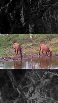 Elk! | Backyard Trail Camera