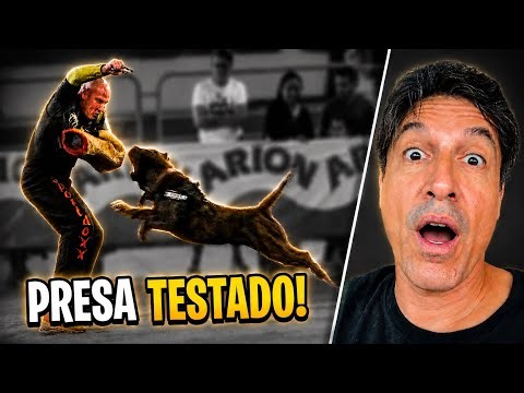 O PRESA CANARIO MAIS TITULADO DAS ILHAS CANÁRIAS? | CANE CLUB KENNEL