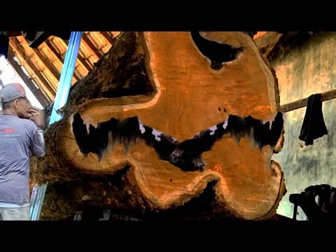 "AMAZING! 100 YEAR OLD TEAK WOOD IS ALL FIBER (GALIH)" - At the Sawmill