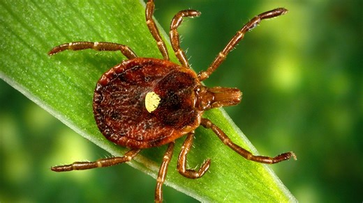It's tick season. What to know to prevent bites, illness.