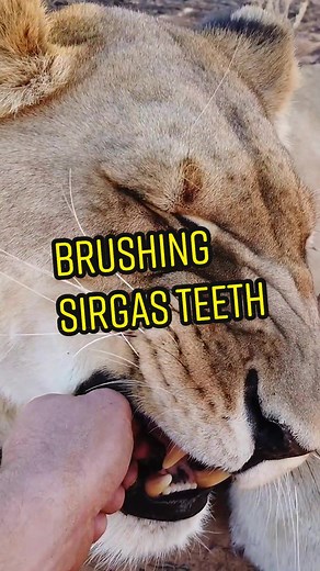 The teeth in the back of a lions jaw act like scissors, they’ll cut through flesh and bones with ease. Sirga knows when to be gentle though 😉 #wildlife