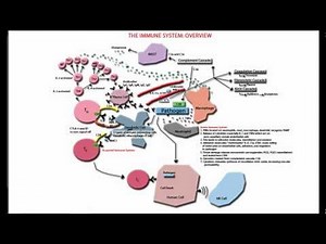 The Immune System Overview and Tutorial - Innate and Adaptive