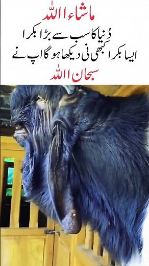 World’s Biggest Goat Ever | Largest Goat in the World