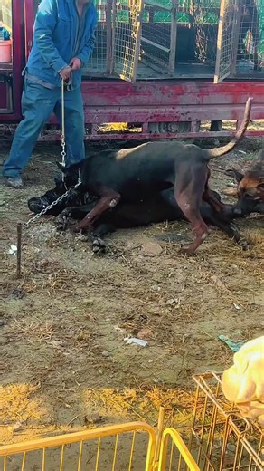 Animal lover ❤️😻❤️ on Instagram: "Watch how two dogs fought and killed one of them.🐶🐶🐕 #reelsinstagram #viral #nature #wildanimals #wildlife #animals #funnyenimals #mother #dog #dogbaby #dog_of_instagram #doglover #doglove #dogfighting #instagood #instagram #viralreels #viral #virelvideo"