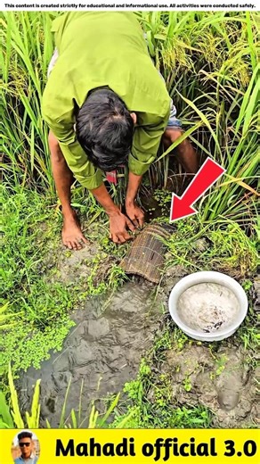 What fish did he catch from the paddy field?🐟#viralvideo #facts #fishinggear #fishinglife #fish