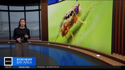 Effort underway to eliminate Mediterranean fruit flies in Alameda County