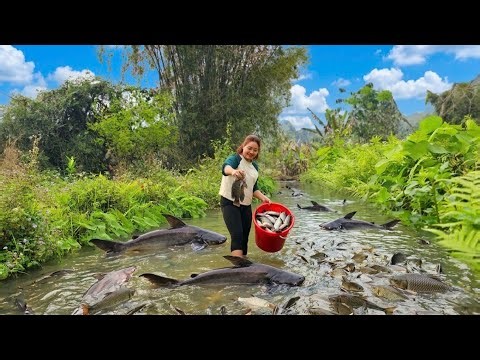 Hunting giant fish by hand - Processing dried fish for long-term storage.