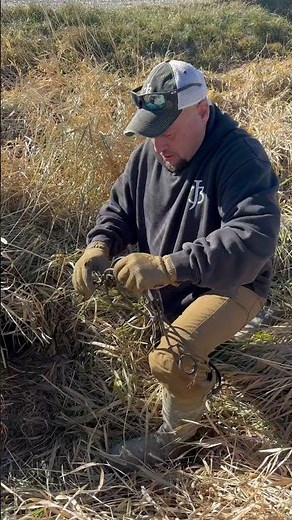 Trapping raccoons with body grips