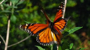 【4K演示片】春の花语.SPRING 4K (ULTRA HD)