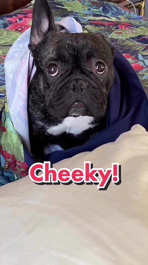 There’s nothing better than fresh bed sheets! 🤣🐾💕 #frenchbulldog #brigittecharmante #doggo #tatumtalks #ericcharming #fyp