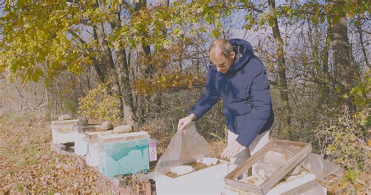 Gestione della varroa e dei patogeni. See more on; https://www.tenutailritiro.com tenuta@tenutailritiro.com #api #apicoltura #apicolturaitaliana #bio #igienicità #alveare #aperegina #apicolturabiologica #bees #beehive #beelove #buckfastqueen #vsh #hygienic #honeybee #organichoney #beekeeper #beecolony #queenbee #beekeeping #apidae #imker #apiculteur #abeille #biene #bienenvolk #imke | Tenuta Ritiro