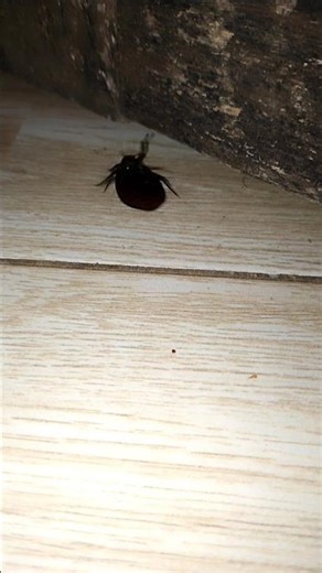 “The funny rock cockroach keeps flailing its legs and can’t flip itself back over.”