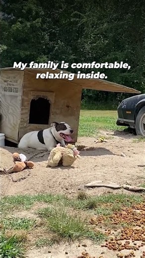 Dog Found Chained Outside in Heat Wave