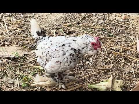 Cute Mille Fleur Hen & Rooster 🐔😍 | Viewers Loved This Beautiful Pair