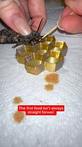 55K views · 718 reactions | Moth feeding! SOUND ON for squeaking moths  #moths | Jumping spider & Moth life | Facebook