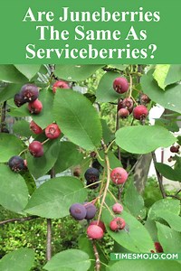 Are Juneberries the same as Serviceberries? - TimesMojo