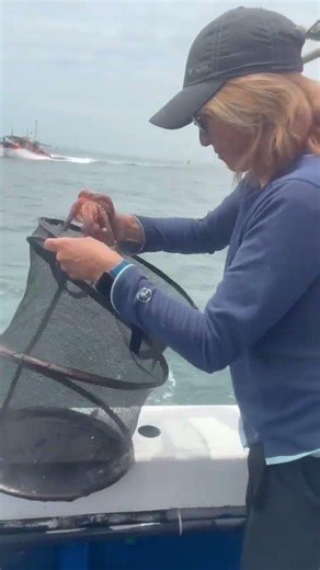 大量のタコをリリースしました🌟6月18日 #fishing #タ釣ル #octopus