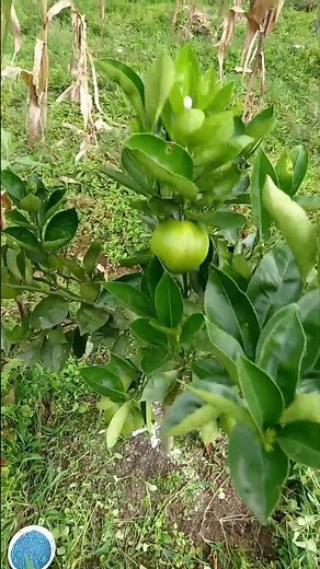 Grafted orange tree 🍊