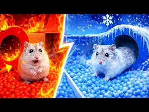 🐹 DIY Hamster Escapes the HOT vs COLD Maze [OBSTACLE COURSE]