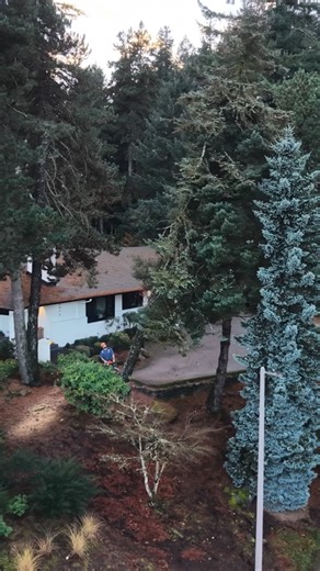 Brennen Miller | Timber Faller on Instagram: "Always an interesting time when dealing with emergency call outs. This one was pretty mild but entertaining none the less. #topheavytimber #logginglife #forestrylife #treefelling #timberfaller #teamripsaw #teamripsawusa"