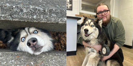 Sebastian the husky reunited with owner after getting stuck in storm drain