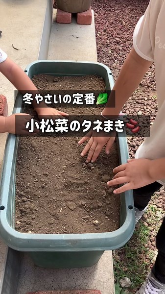 小松菜の育て方究極ガイド🥬