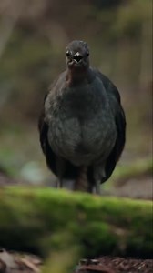1.2M views · 32K reactions | Off-season performance from a mature male lyrebird. Definitely some quirky sounds in the mix! Excuse the quality of this one. I filmed it handheld with a cheap camera but thought it was too cool not to share! #lyrebird #superblyrebird #birdsofaustralia | Jeremy Films Things | Facebook