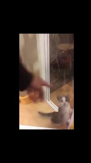 #ストレス解消#楽しい#生活記録#オリジナル#カットです#ミックスカット#ハイヒットです #ビデオクリップです