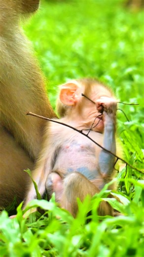 Luna looks tired, she takes a rest and lets her baby Lynx free to play around her | Monkey Magic