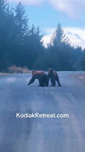 Two Kodiak bears fighting in the middle of the road. Stay wild at Kodiak Retreat #Kodiak