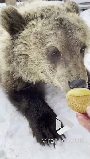 Bear eats cookies dipped in honey || Viral Video UK