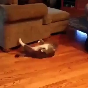 Cat Doing Pushups funny Video