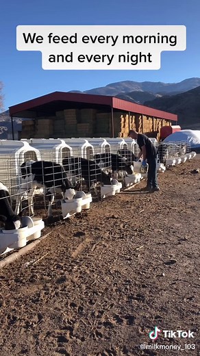 Calf Feeding: Teaching Calves to Drink Milk on the Farm