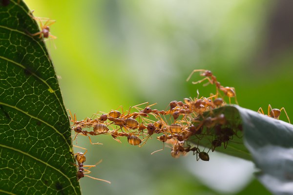 Ants Mastered Agriculture Millions of Years Before Humans