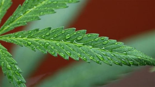 Marijuana shop announces plans to open drive-thru dispensary in Mansfield