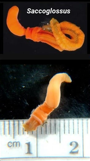 🧪 “El animal que huele a química”