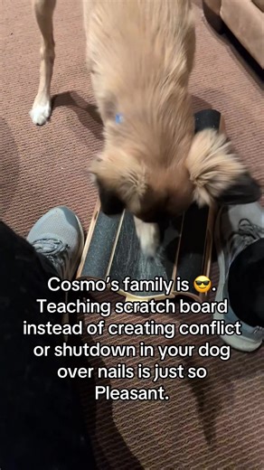 Shout out to Fear Free groomer, Milani, and trainer Lauren for their part in teaching Cosmo! #apleasantdog #scratchboard #dognails #windsprite