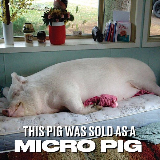 Her owners were definitely told a few porky pies...🐷😂 | LADbible