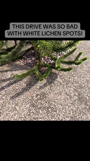 This drive was so bad with white lichen spots, but Riley did a great job of cleaning it up! Another great result! #satisfying #driveclean #pressurewashing #jetwashing #cleaning #exteriorcleaning #clean #aemackintosh