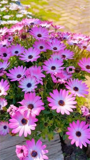 Nature’s Paintbrush: Colourful Flowers in Spring. #viralvideo #springvibes