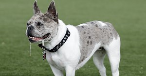 7 Reasons For Dog Foaming at Mouth & How To Help Your Dog