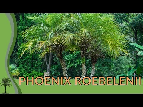 🌴 Mastering PHOENIX ROEBELENII 🌴 'Pygmy Date Palm' 🌴