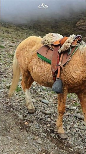 Explore Cusco & the Peruvian Amazon 🌎 | Machu Picchu + Jungle Adventure in One Trip! #travel