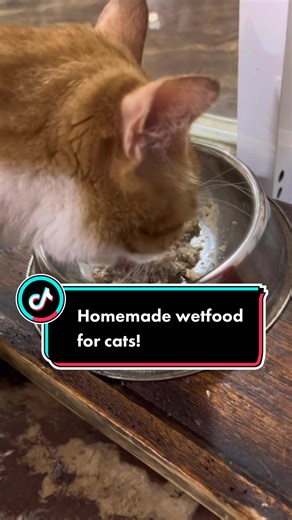 DIY Homemade Wet Food Recipe for Cats