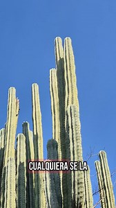 12K reactions · 755 shares | Y si me robo un pedacito?凉 like y sígueme para más contenido suculento      ......... #suculentas #cactus #jardin #plantas #viral #viralreels #suculentasycactus_ #humor #memes | Suculentas.y.catus_ | Facebook